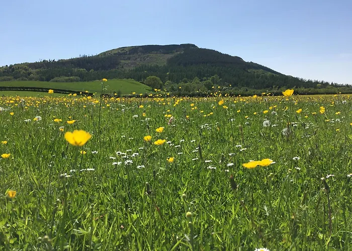 Alder Pod, Clay Bank Huts *